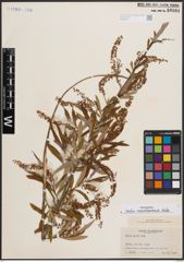 Foto von Salix caroliniana Michx.
